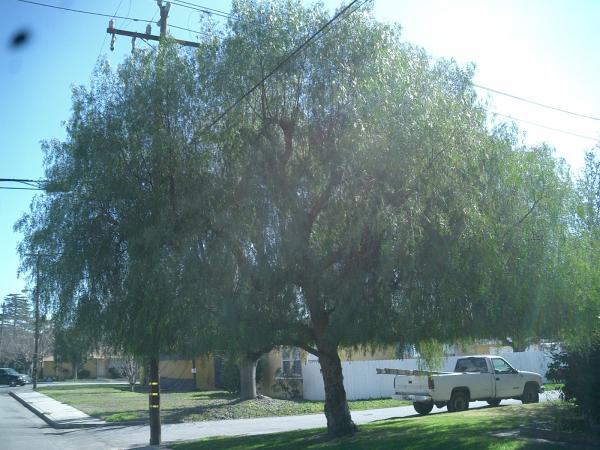 tree
