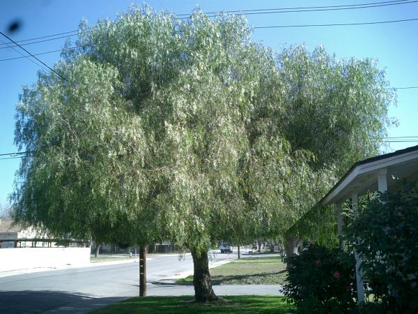 tree