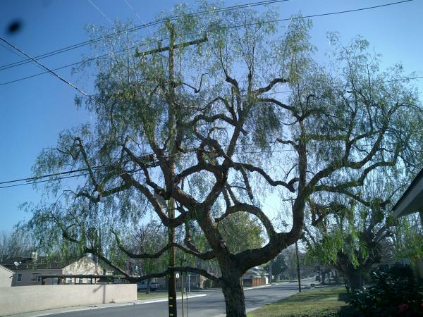 tree
