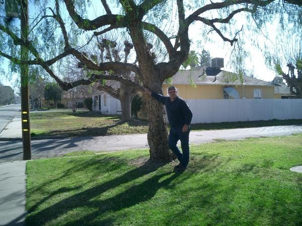 tree