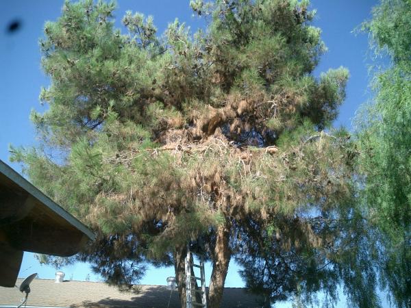 tree