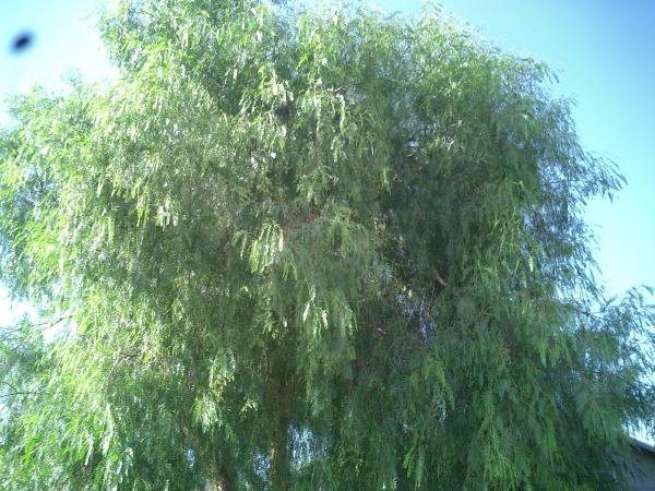 tree