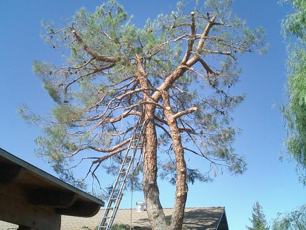 tree