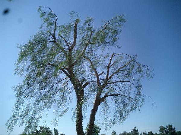 tree