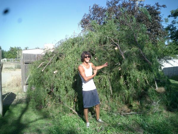 tree