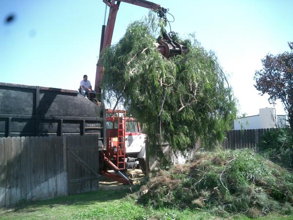 tree