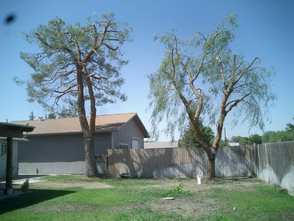tree
