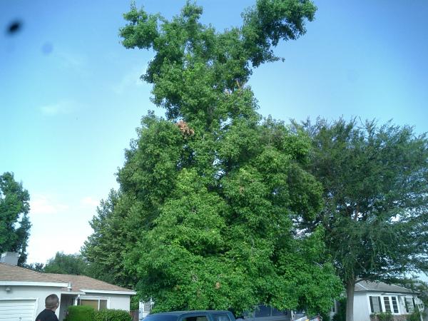 tree