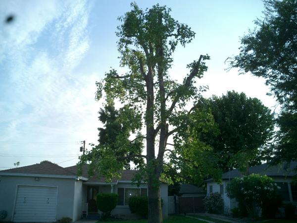 tree
