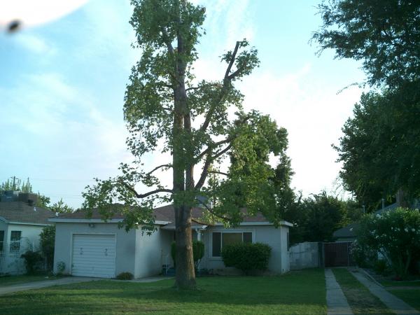tree