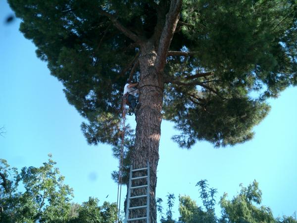 tree