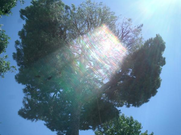 tree