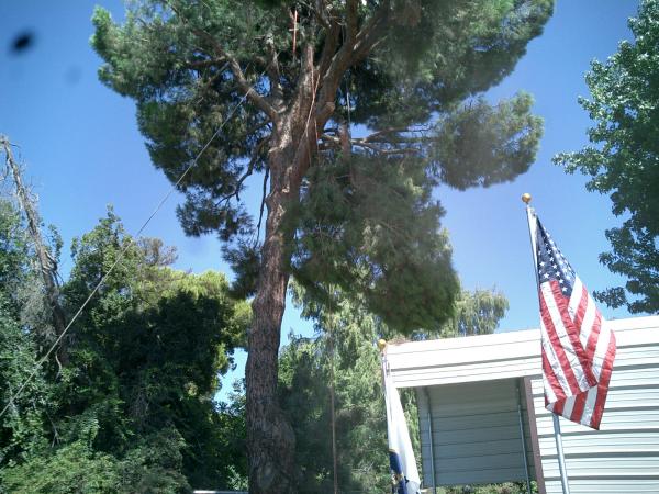 tree