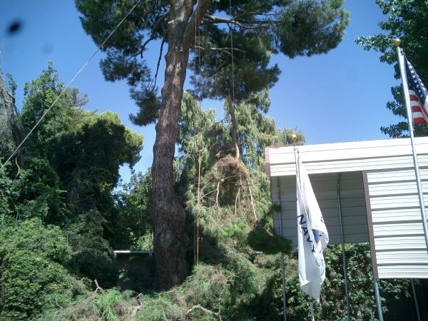 tree