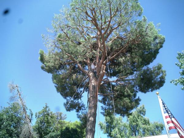 tree