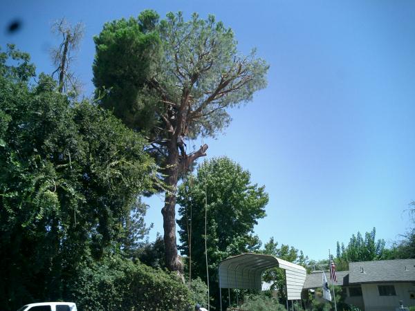 tree