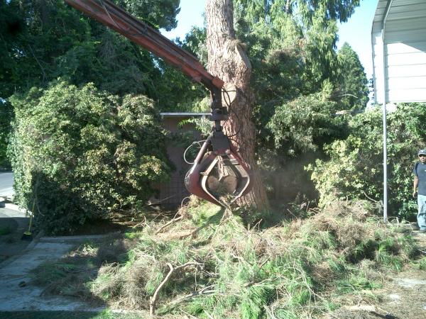 tree