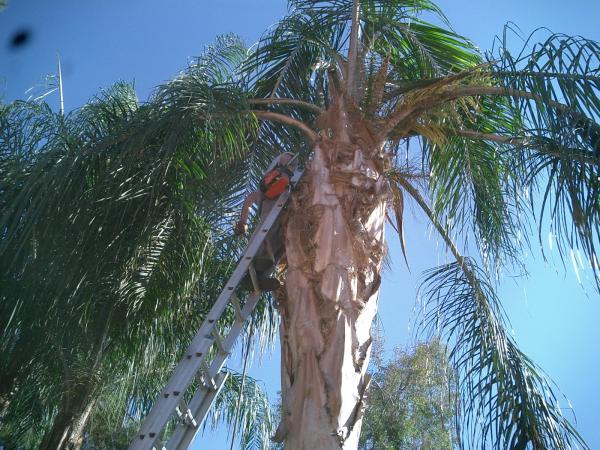 tree