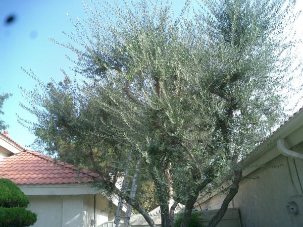 tree