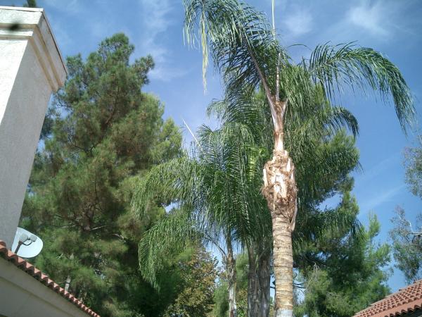 tree