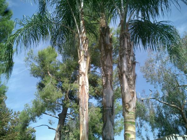 tree
