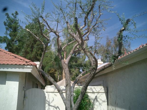 tree