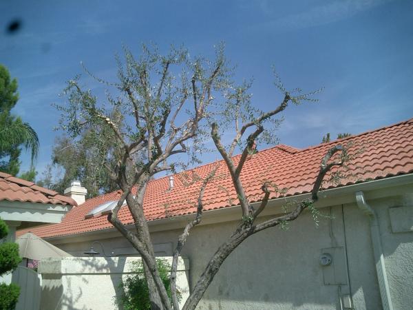 tree