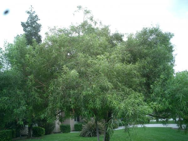 tree