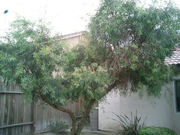 tree