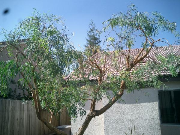 tree