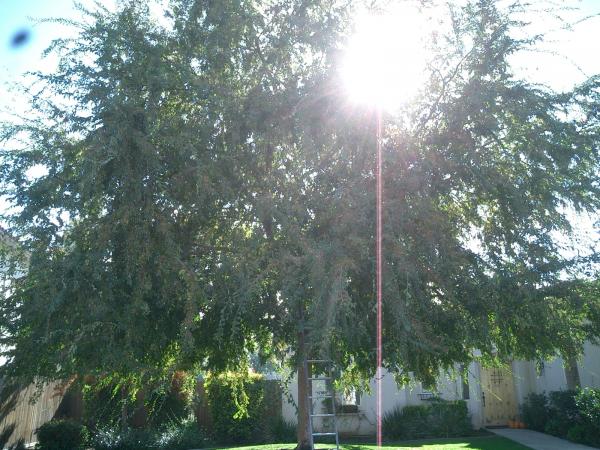 tree