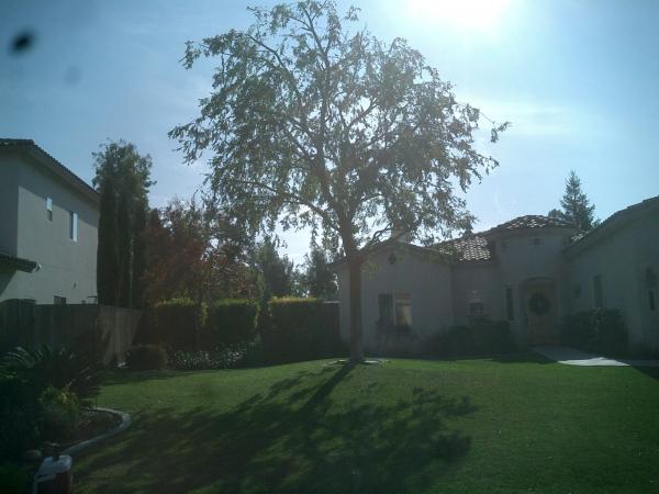 tree