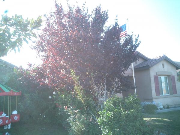 tree