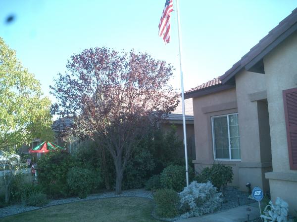 tree