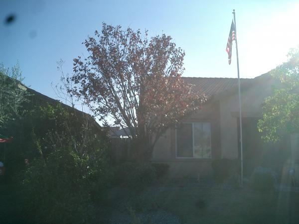 tree