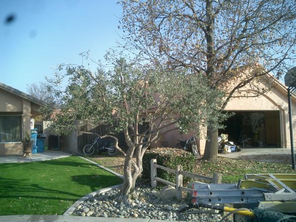 tree