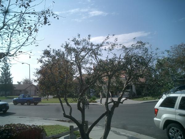 tree
