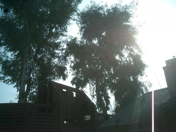 tree