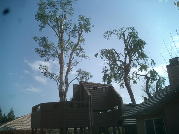tree