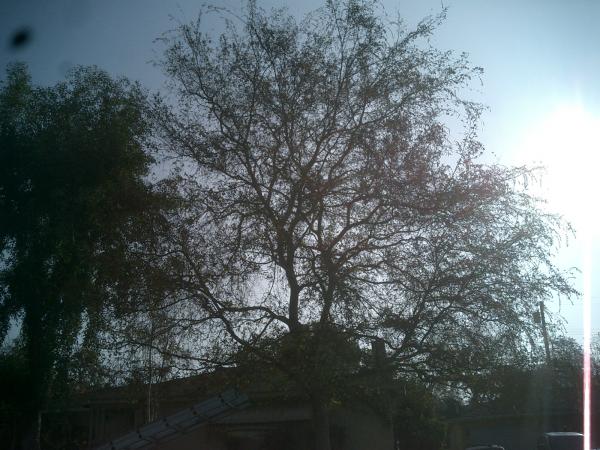 tree