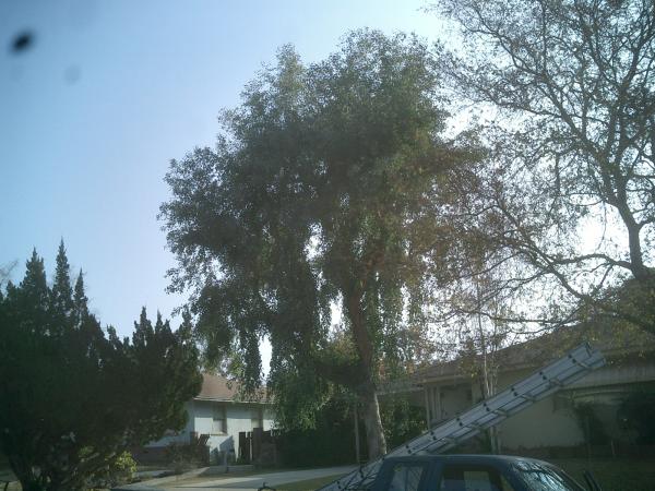 tree