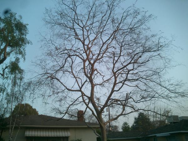 tree