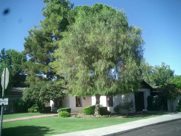 tree