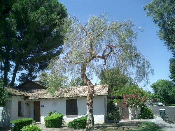 tree