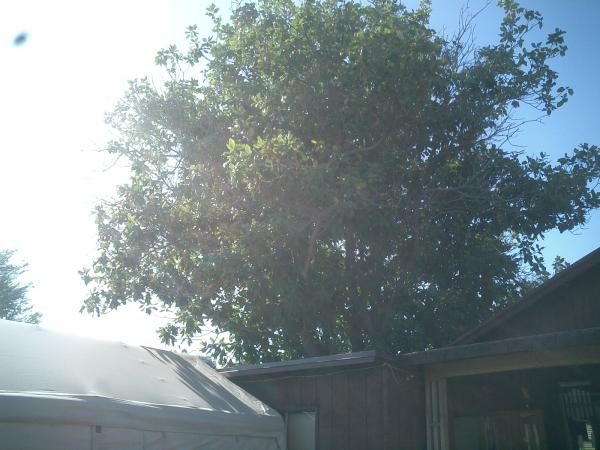 tree