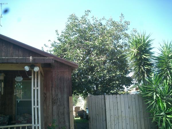 tree