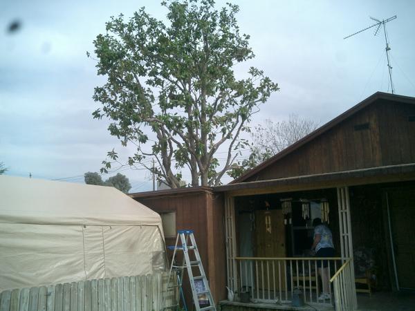 tree