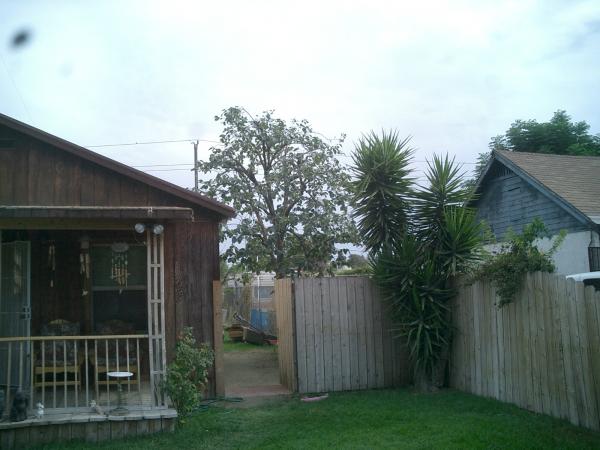tree