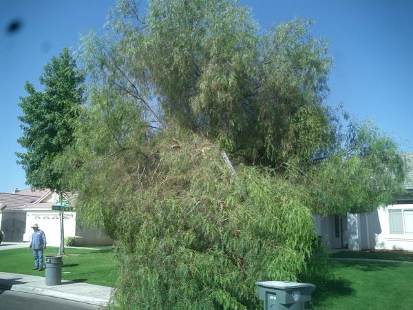 tree