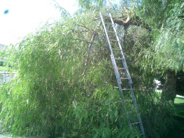 tree